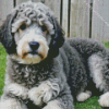 White Grey Labradoodle Puppy Diamond Painting