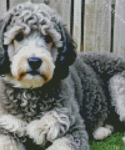 White Grey Labradoodle Puppy Diamond Painting