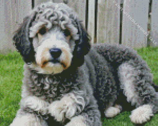 White Grey Labradoodle Puppy Diamond Painting