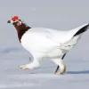 Willow Ptarmigan Diamond Painting