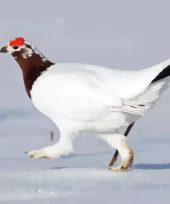 Willow Ptarmigan Diamond Painting