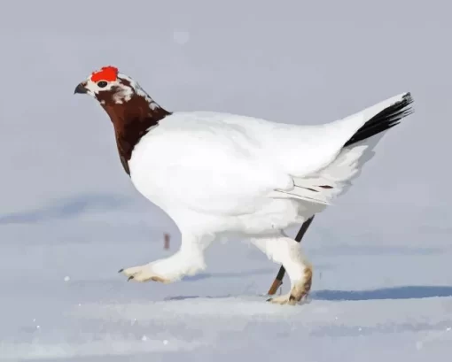 Willow Ptarmigan Diamond Painting