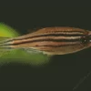 Zebrafish Diamond Painting