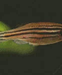 Zebrafish Diamond Painting