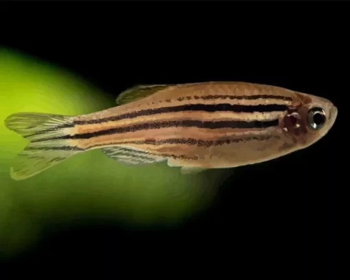 Zebrafish Diamond Painting