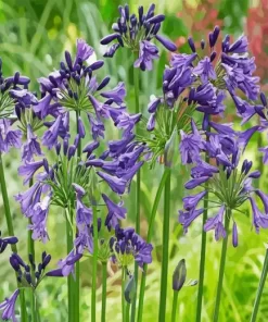 Agapanthus Diamond Painting