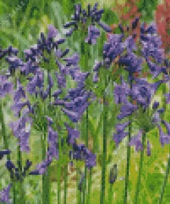 Agapanthus Diamond Painting