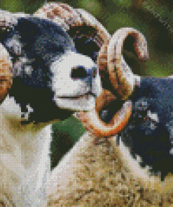 Blackface Sheep Diamond Painting