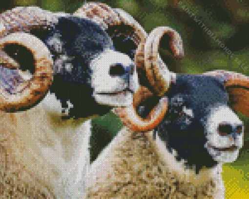 Blackface Sheep Diamond Painting