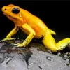 Golden Poison Frog Diamond Painting