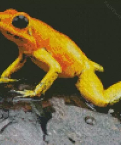 Golden Poison Frog Diamond Painting