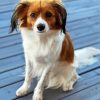 Kooikerhondje Dog Diamond Painting