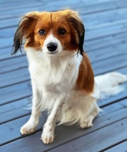 Kooikerhondje Dog Diamond Painting