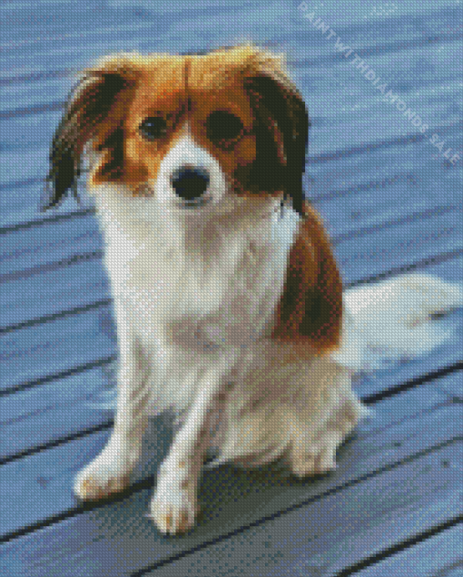 Kooikerhondje Dog Diamond Painting