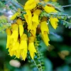 Kowhai Diamond Painting