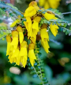 Kowhai Diamond Painting