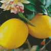 Lemon Plant Diamond Painting