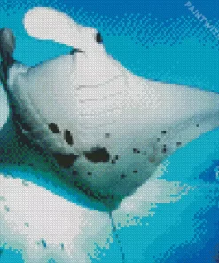 Manta Rays Diamond Painting