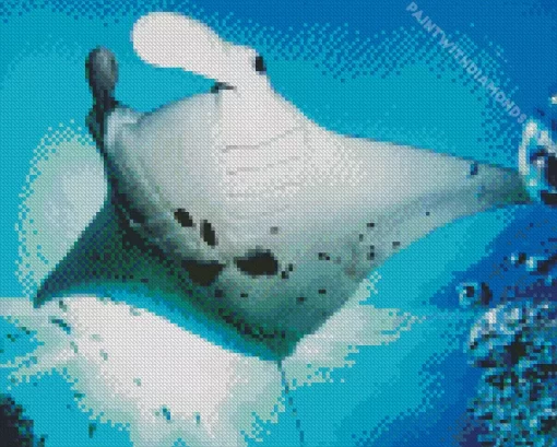 Manta Rays Diamond Painting