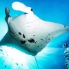 Manta Rays Diamond Painting