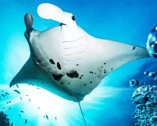 Manta Rays Diamond Painting