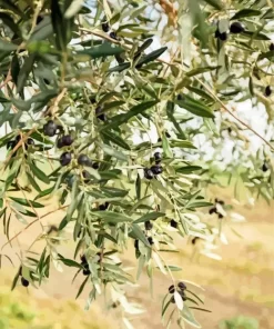 Olive Branch Diamond Painting