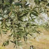 Olive Branch Diamond Painting