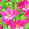 Pink Gladiolus Art Diamond Painting