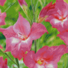 Pink Gladiolus Art Diamond Painting