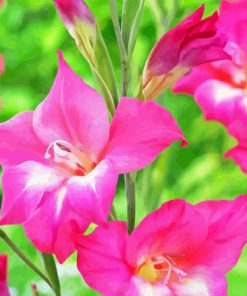 Pink Gladiolus Art Diamond Painting