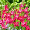 Pink Gladiolus Diamond Painting