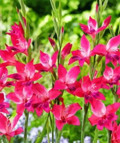 Pink Gladiolus Diamond Painting