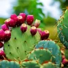 Prickly Pear Diamond Painting