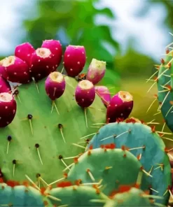 Prickly Pear Diamond Painting