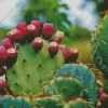 Prickly Pear Diamond Painting