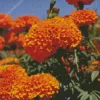 Tagetes Erecta Diamond Painting