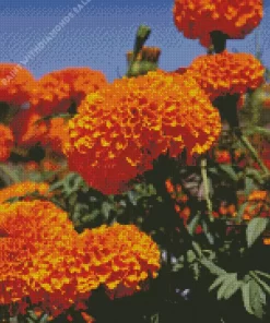 Tagetes Erecta Diamond Painting