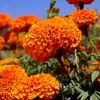 Tagetes Erecta Diamond Painting