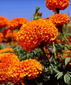 Tagetes Erecta Diamond Painting