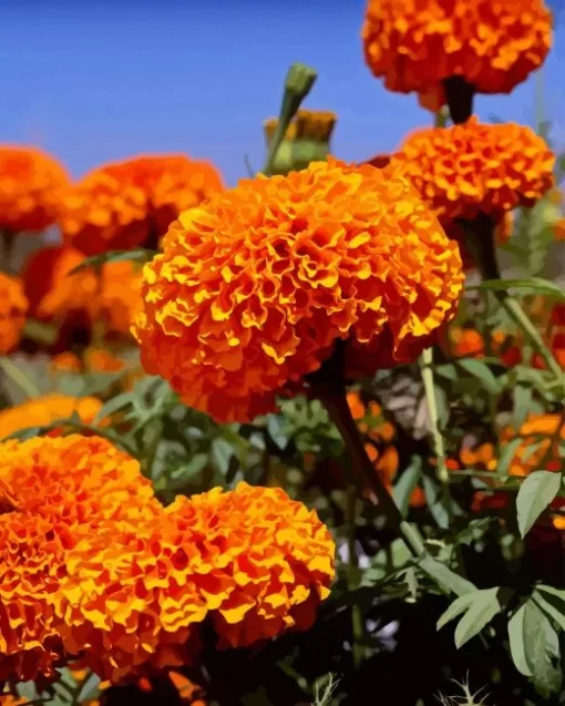 Tagetes Erecta Diamond Painting