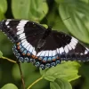 White Admiral Diamond Painting