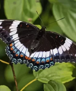 White Admiral Diamond Painting