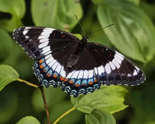 White Admiral Diamond Painting