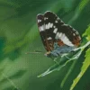 White Admiral Insect Diamond Painting