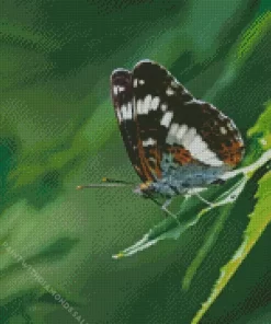 White Admiral Insect Diamond Painting