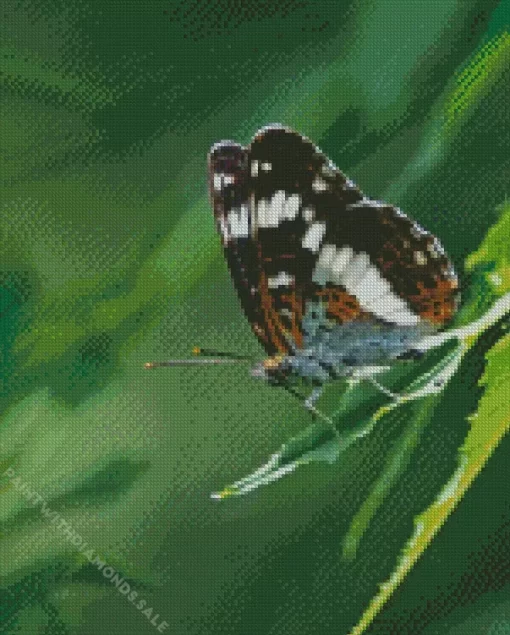 White Admiral Insect Diamond Painting