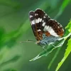 White Admiral Insect Diamond Painting