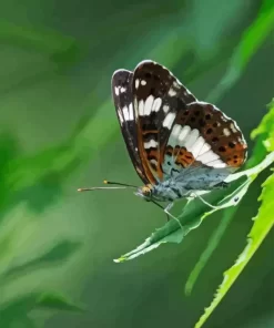 White Admiral Insect Diamond Painting