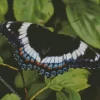 White Admiral Diamond Painting