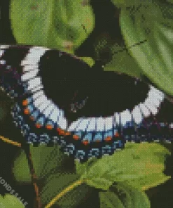 White Admiral Diamond Painting